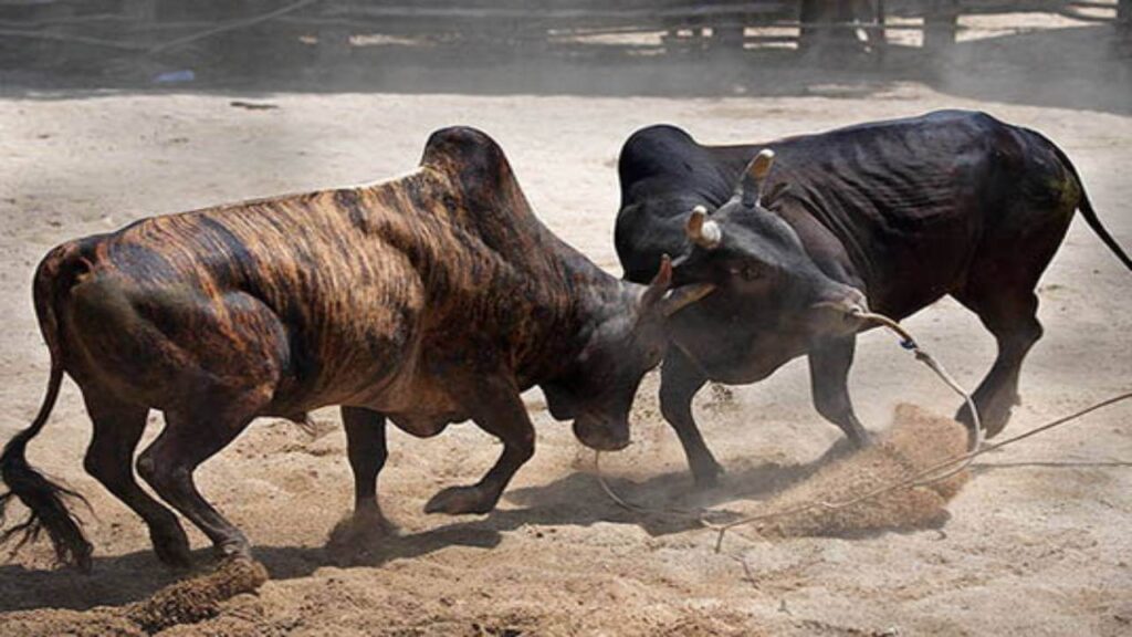 cowbattle