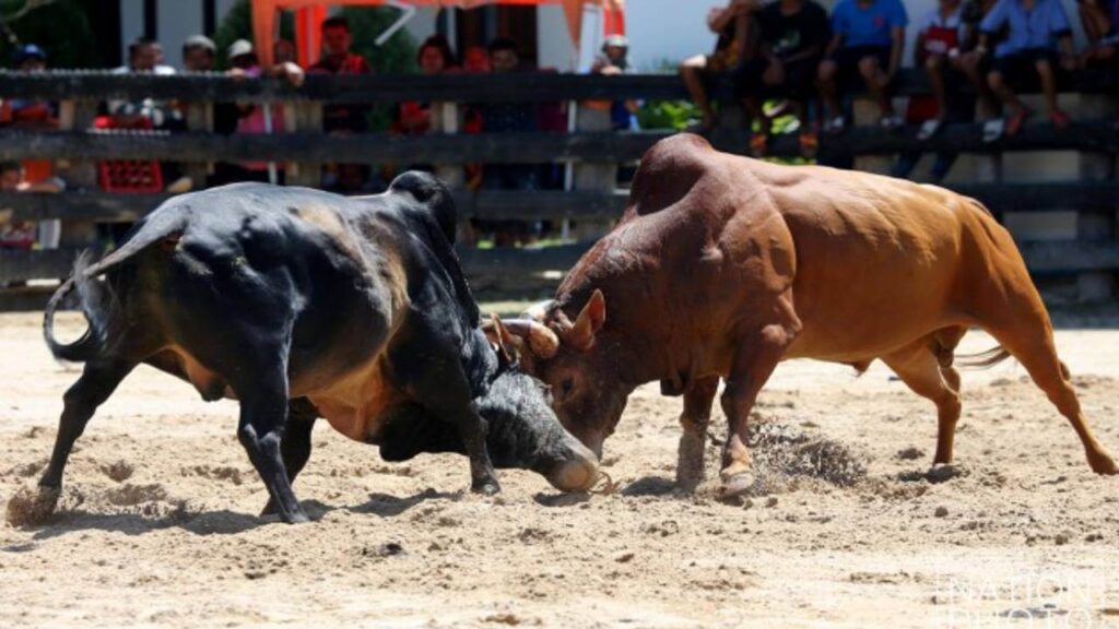 cowbattle