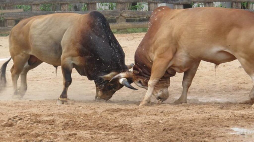 cowbattle