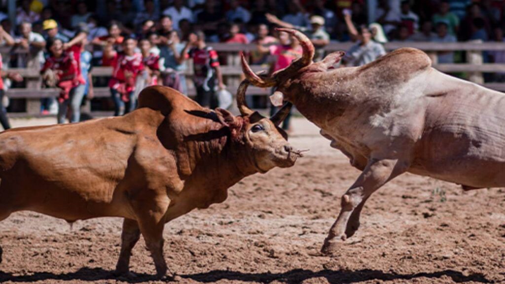 cowbattle
