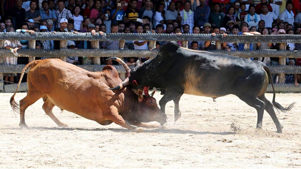 cowbattle