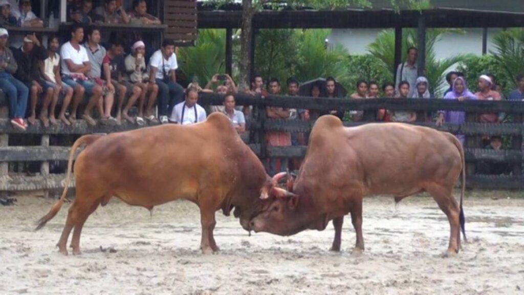 cowbattle