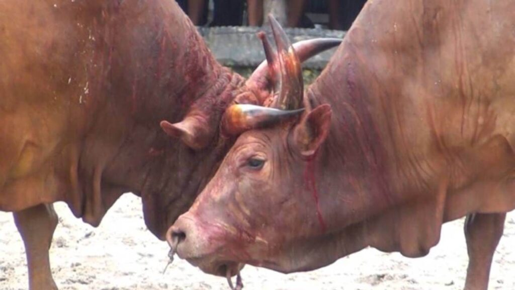 cowbattle