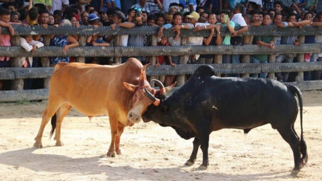 cowbattle