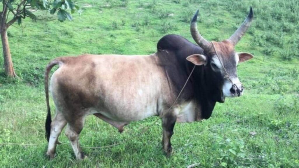 cowbattle