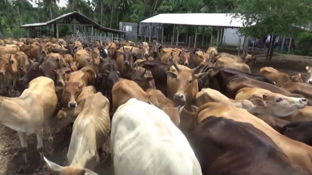 cowbattle