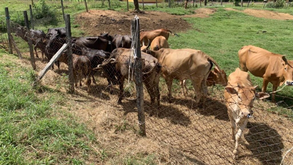 cowbattle