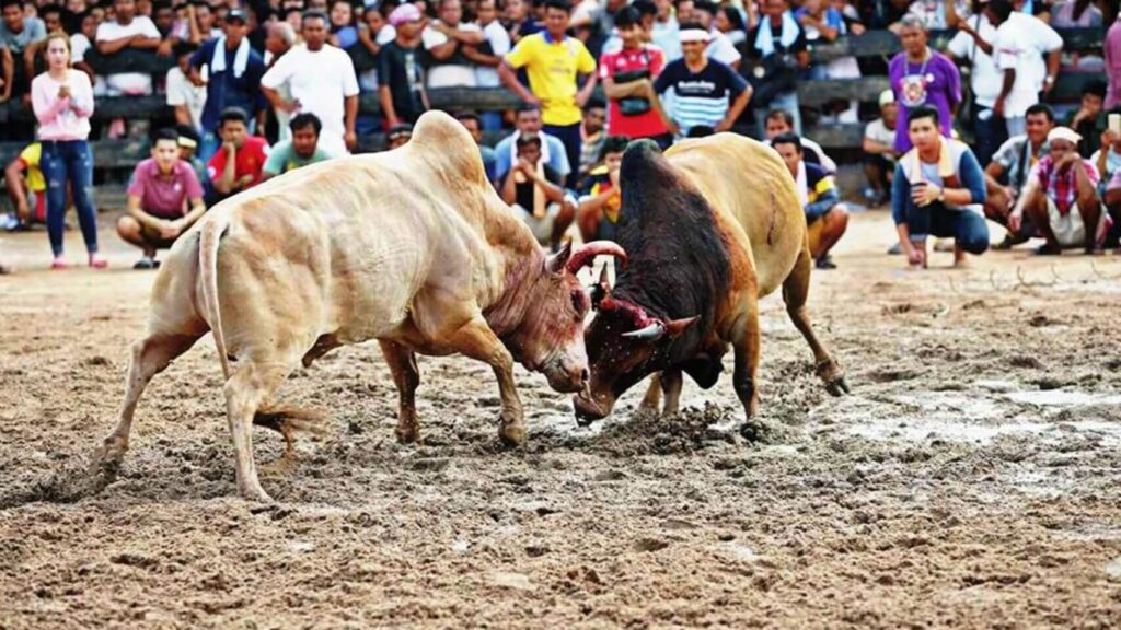 cowbattle