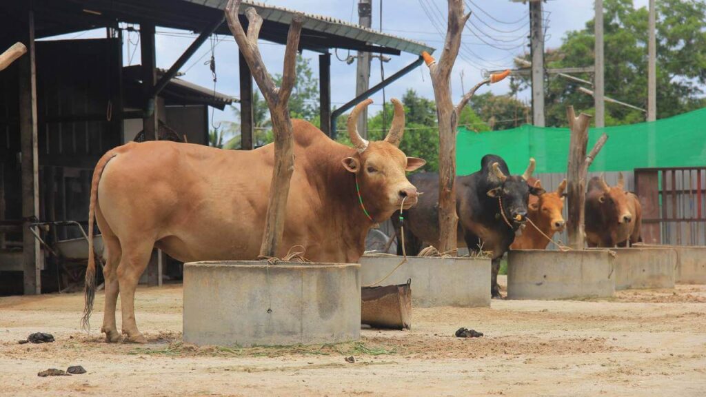cowbattle