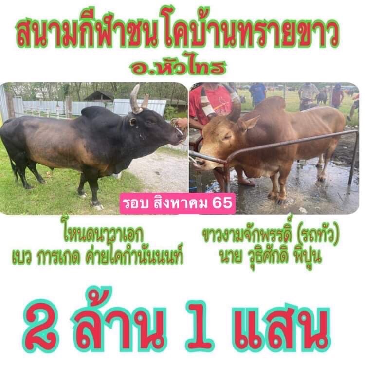 ชนโค