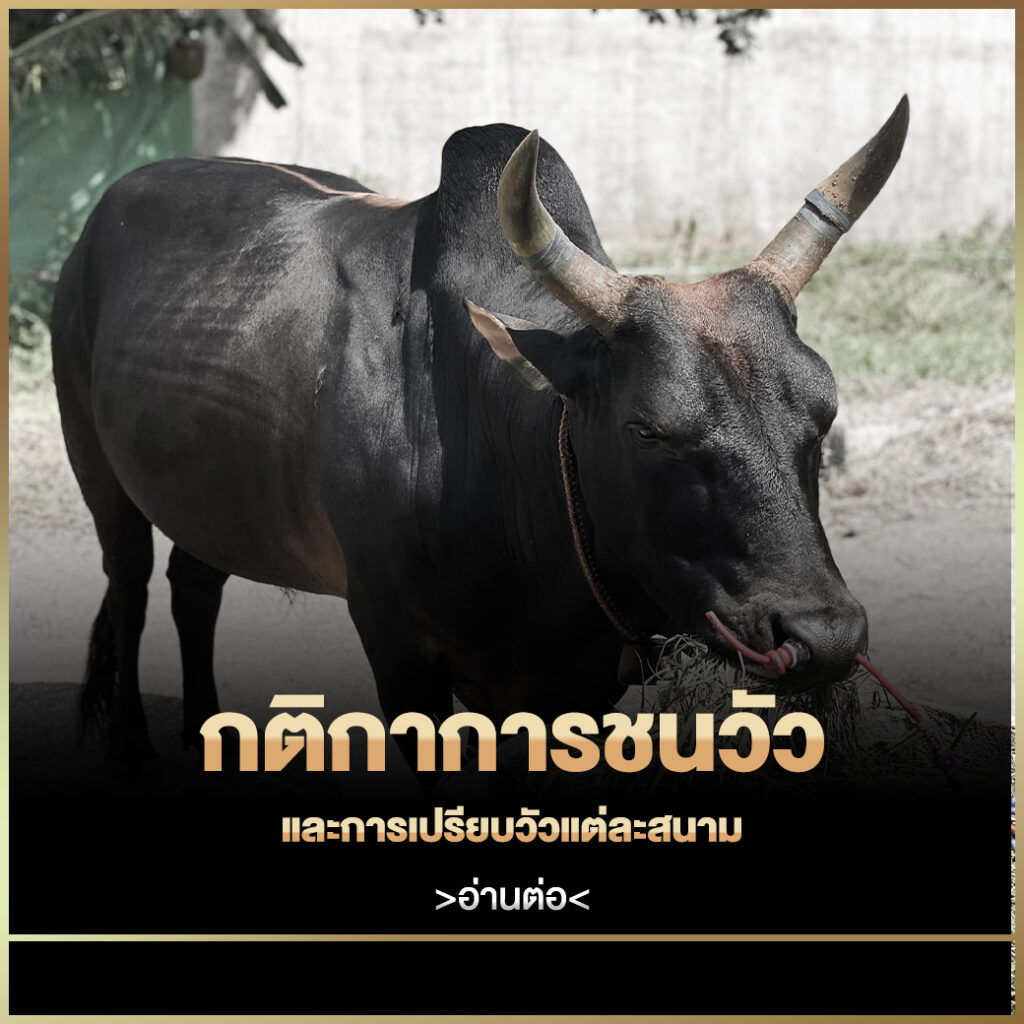 วัวชน
