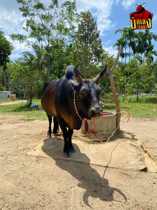วัวชน 