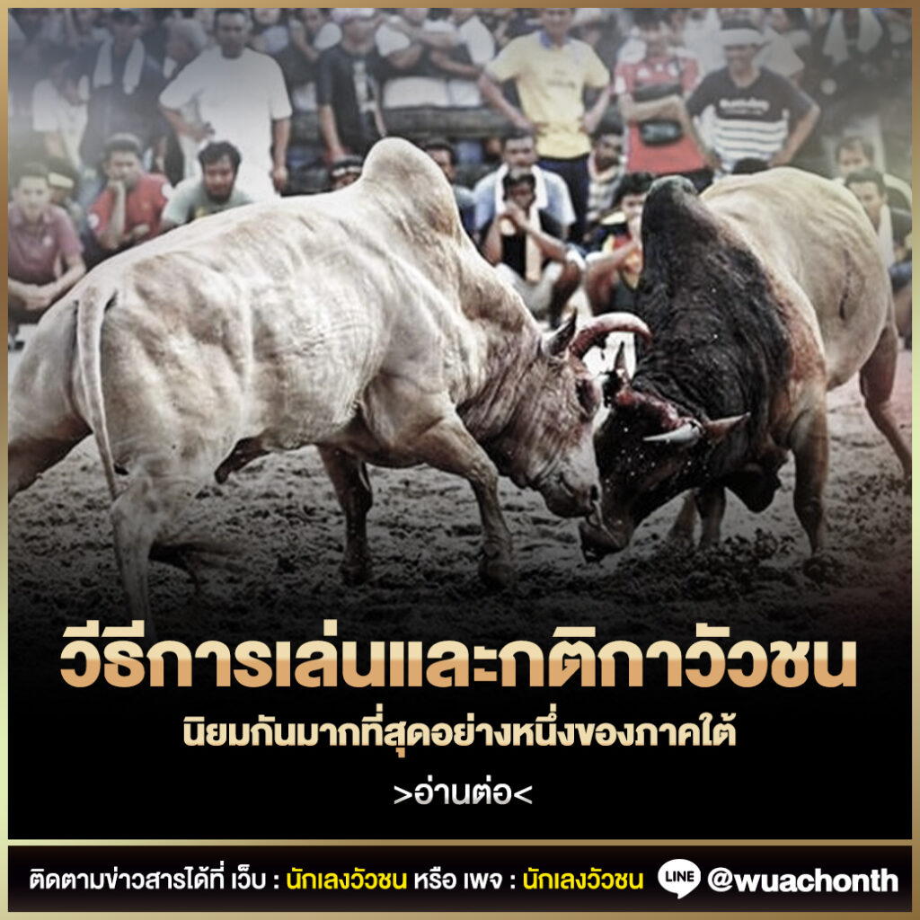 วัวชน