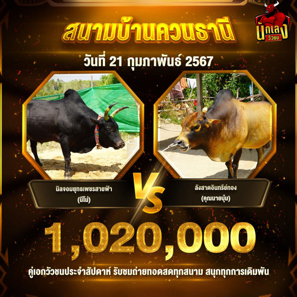 วัวชน
