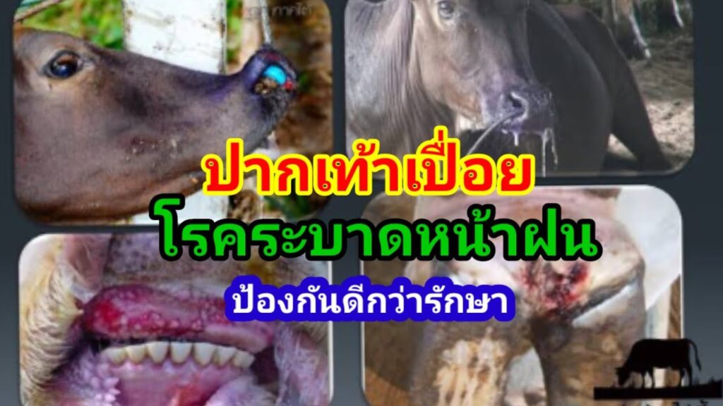 วัวชน
