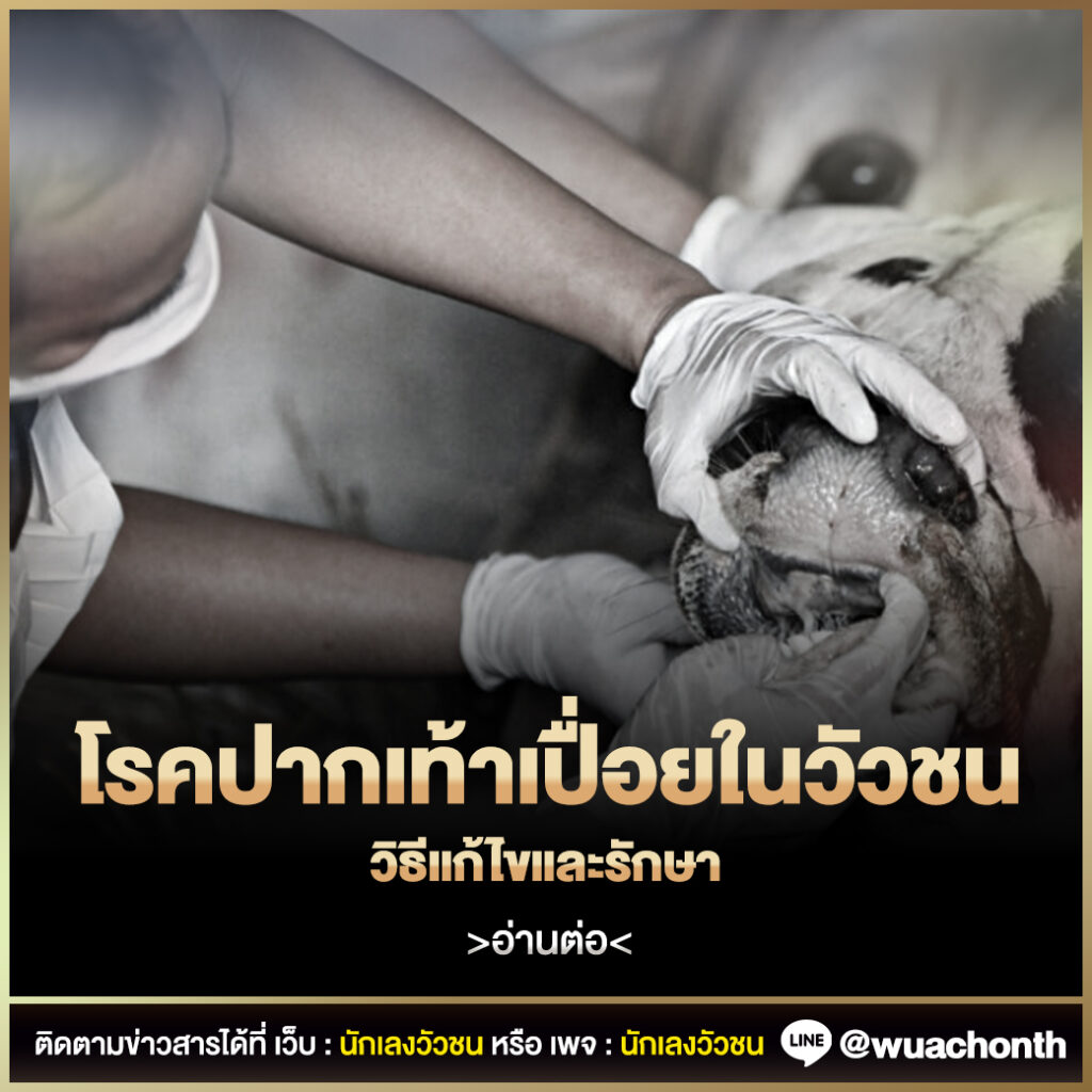 วัวชน